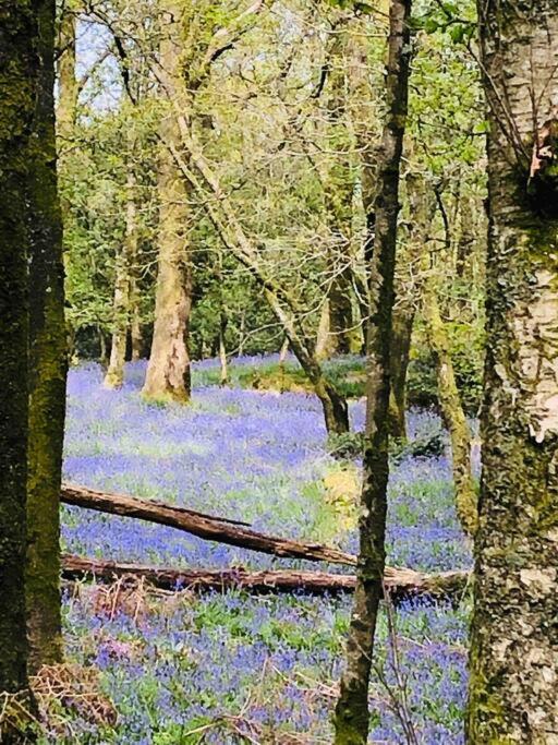 Holly Cottage Bowness-on-Windermere Bagian luar foto